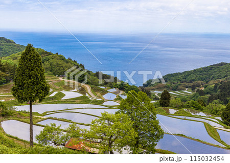 【新潟県･佐渡･岩首昇竜棚田】青い海と水鏡の棚田 5月 115032454