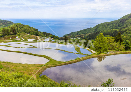 【新潟県・佐渡・岩首昇竜棚田】青い海と水鏡の棚田 5月 【新潟県・佐渡・岩首昇竜棚田】青い海と水鏡の棚田 5月 115032455