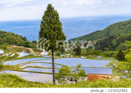 【新潟県･佐渡･岩首昇竜棚田】青い海と水鏡の棚田 5月 115032462
