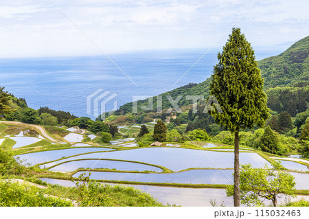 【新潟県･佐渡･岩首昇竜棚田】青い海と水鏡の棚田 5月 115032463