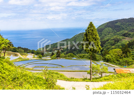 【新潟県・佐渡・岩首昇竜棚田】青い海と水鏡の棚田 5月 【新潟県・佐渡・岩首昇竜棚田】青い海と水鏡の棚田 5月 115032464