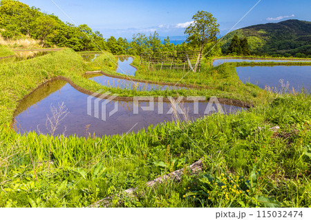 【新潟県･佐渡･岩首昇竜棚田】青い海と水鏡の棚田 5月 115032474