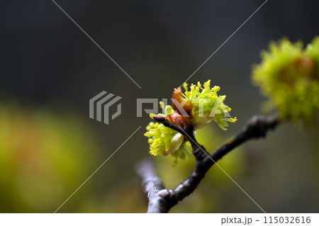 山麓に春を告げるダンコウバイの花 山麓に春を告げるダンコウバイの花 115032616