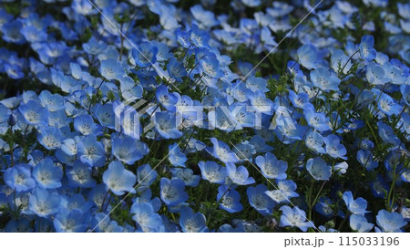 ネモフィラ(Nemophila)自然質感 オリンパスブルー ネモフィラ(Nemophila)自然質感 オリンパスブルー 115033196