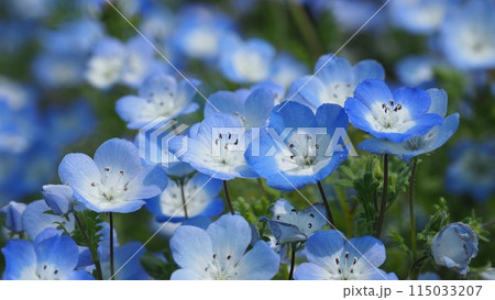 ネモフィラ(Nemophila)自然質感 オリンパスブルー ネモフィラ(Nemophila)自然質感 オリンパスブルー 115033207