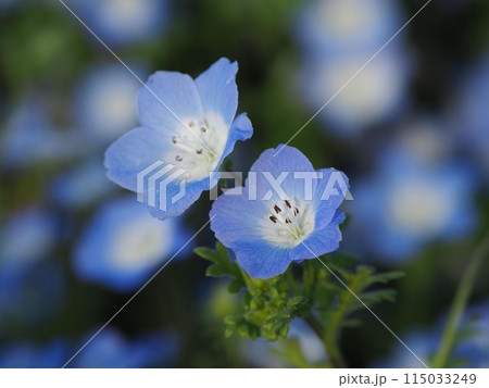 ネモフィラ(Nemophila)自然質感 オリンパスブルー ネモフィラ(Nemophila)自然質感 オリンパスブルー 115033249