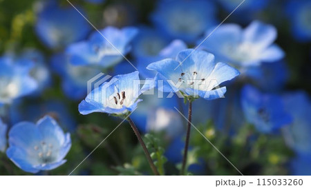 ネモフィラ(Nemophila)自然質感 オリンパスブルー ネモフィラ(Nemophila)自然質感 オリンパスブルー 115033260