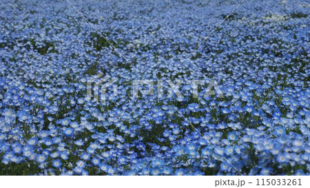 ネモフィラ(Nemophila)自然質感 オリンパスブルー ネモフィラ(Nemophila)自然質感 オリンパスブルー 115033261