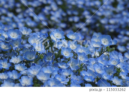 ネモフィラ(Nemophila)自然質感 オリンパスブルー ネモフィラ(Nemophila)自然質感 オリンパスブルー 115033262