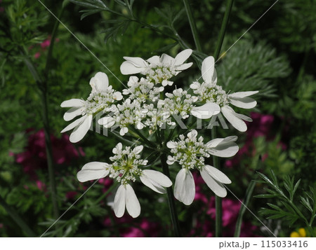こぼれ種で咲いた白いオルレアの花 115033416