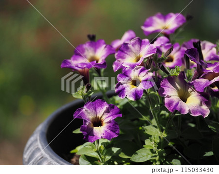 紫色のサフィニアアートの花 115033430