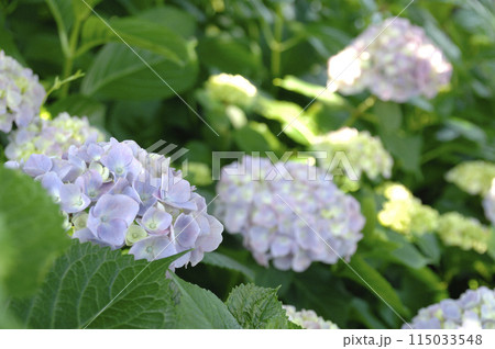 近所のあじさい 115033548