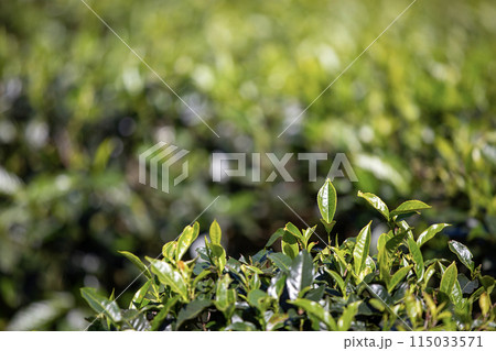 Selective focus on tea leaf in tea plantation Selective focus on tea leaf in tea plantation 115033571