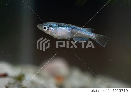 泳ぐメダカ 115033710