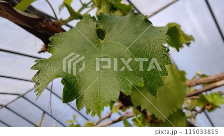 朝露の付いたブドウの葉 115033815
