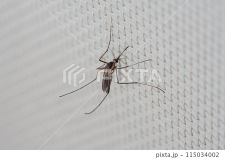 網戸にとまったアカイエカ 115034002