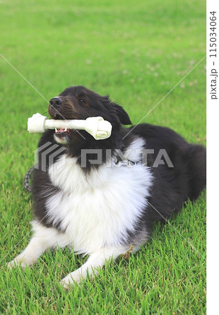 牛皮ガムをかじる犬（シェルティー） 115034064