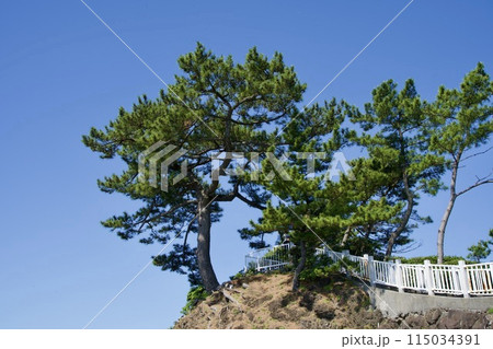 高知の龍王岬の崖上に生える松の木 高知の龍王岬の崖上に生える松の木 115034391