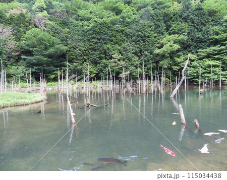 新緑に包まれた幻想的な池の情景 一の俣さくら公園 蒼霧鯉池 新緑に包まれた幻想的な池の情景 一の俣さくら公園 蒼霧鯉池 115034438