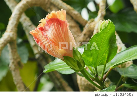 夏イメージ（ハイビスカス) 115034508