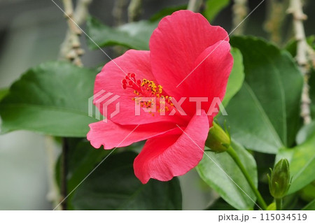 夏イメージ（ハイビスカス) 115034519