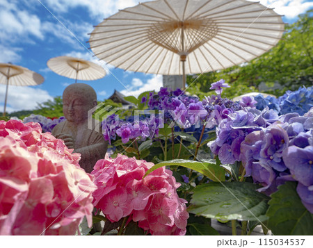 梅雨の晴れ間のあじさゐ回廊 115034537
