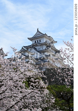 三国堀から見た姫路城と桜 115034809