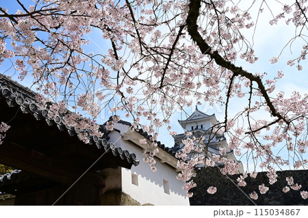 ろの門から見たソメイヨシノ（姫路城） 115034867