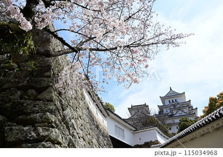 はの門付近のソメイヨシノ（姫路城） 115034968