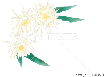 月下美人の花のカード1 月下美人の花のカード1 115035018