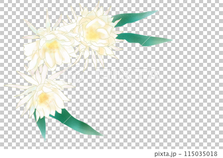 月下美人の花のカード1 月下美人の花のカード1 115035018