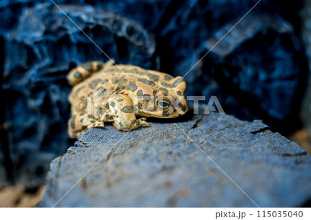 エジプトミドリヒキガエルのアップ 115035040