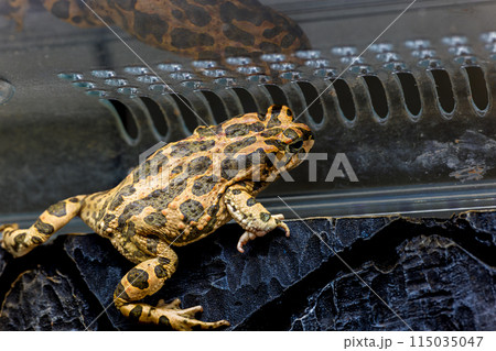 エジプトミドリヒキガエルのアップ 115035047