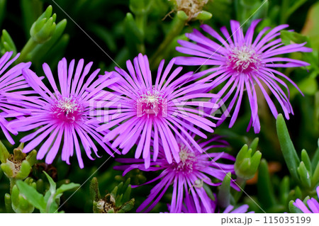 マツバギク 115035199