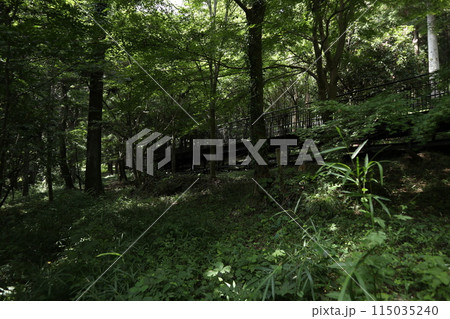 相模原　津久井湖城山公園 115035240