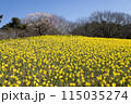 スイセンとサイクリング 115035274