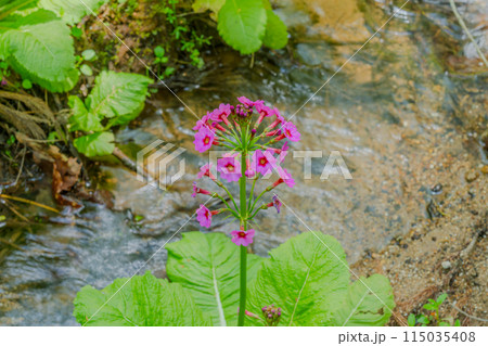 池に咲くピンクの花クリンソウ 池に咲くピンクの花クリンソウ 115035408