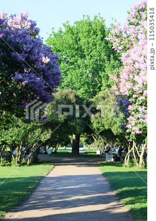 bushes of blooming lilac in city, beautiful purple flowering trees in park or in meadow 115035418