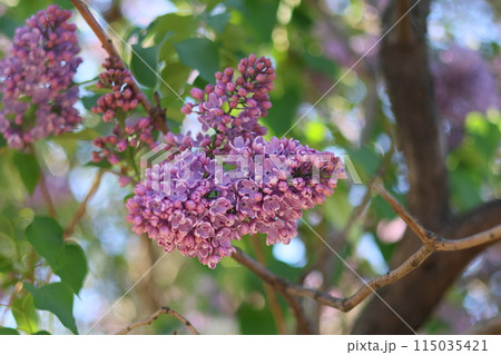 bushes of blooming lilac in city, beautiful purple flowering trees in park or in meadow bushes of blooming lilac in city, beautiful purple flowering trees in park or in meadow 115035421
