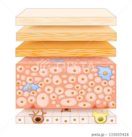 Epidermis structure. Skin anatomy 115035428