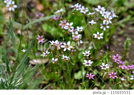 ニワゼキショウ 115035531