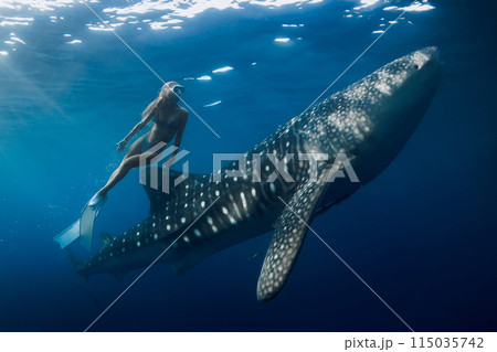 Freediver woman dives with whale shark in blue sea. Snorkeling girl and shark underwater Freediver woman dives with whale shark in blue sea. Snorkeling girl and shark underwater 115035742