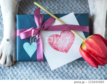 Beautiful gift box and dog paws. Close-up Beautiful gift box and dog paws. Close-up 115035985