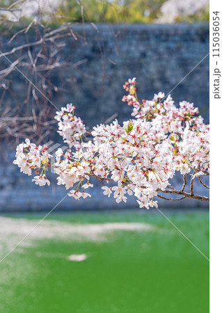 【春】大阪城公園の桜 115036054