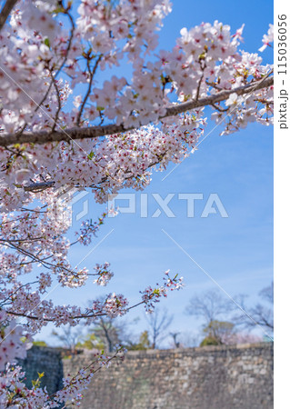 【春】大阪城公園の桜 115036056