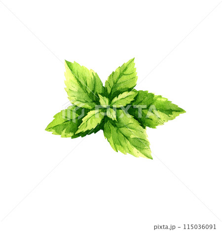 watercolor fresh leaves of mint, summer herb for refreshing drink, tea, cocktails, food illustration, hand drawn sketch of flavor herb isolated white background, for cafe, bar menu 115036091