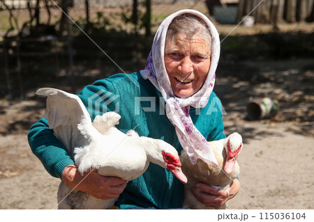 Senior woman, love for animals, serene nature scene, joyful and content. Grandmother with a bright smile, interacting with ducks. 70-year-old woman happy on the duck farm 115036104