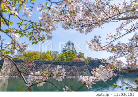 【桜】春の大阪城公園【大阪城天守閣】 115036183