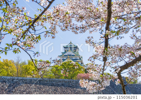 【桜】春の大阪城公園【大阪城天守閣】 115036201