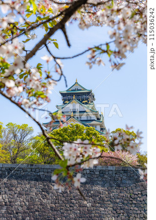 【桜】春の大阪城公園【大阪城天守閣】 【桜】春の大阪城公園【大阪城天守閣】 115036242